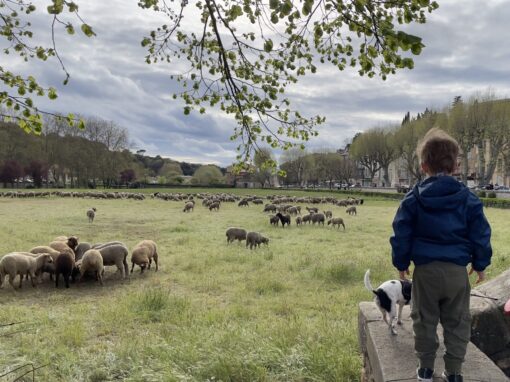 Appel à candidature pour le pâturage par un troupeau ovin des lots du domaine département Nord Sainte Victoire